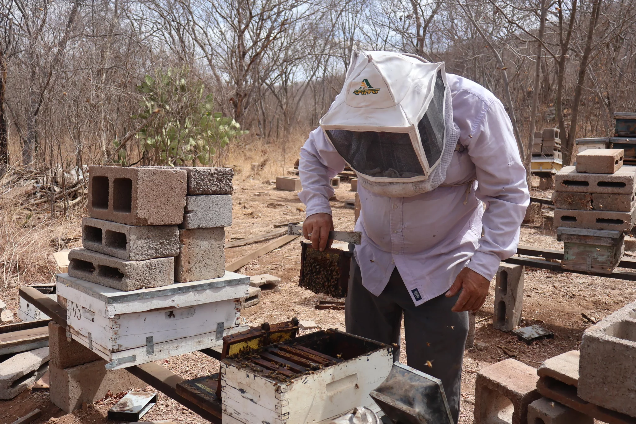 Apicultor Manuel Sosa reproducción de abeja reina