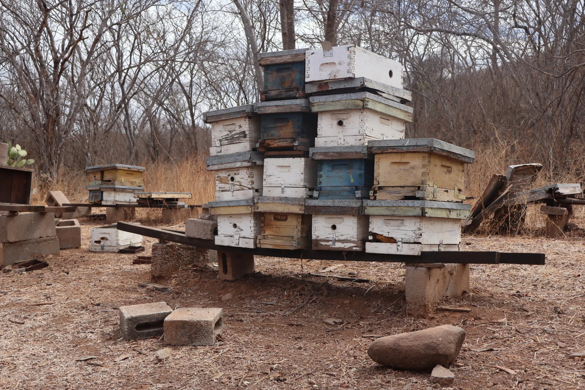 Apicultor Manuel Sosa reproducción de abeja reina
