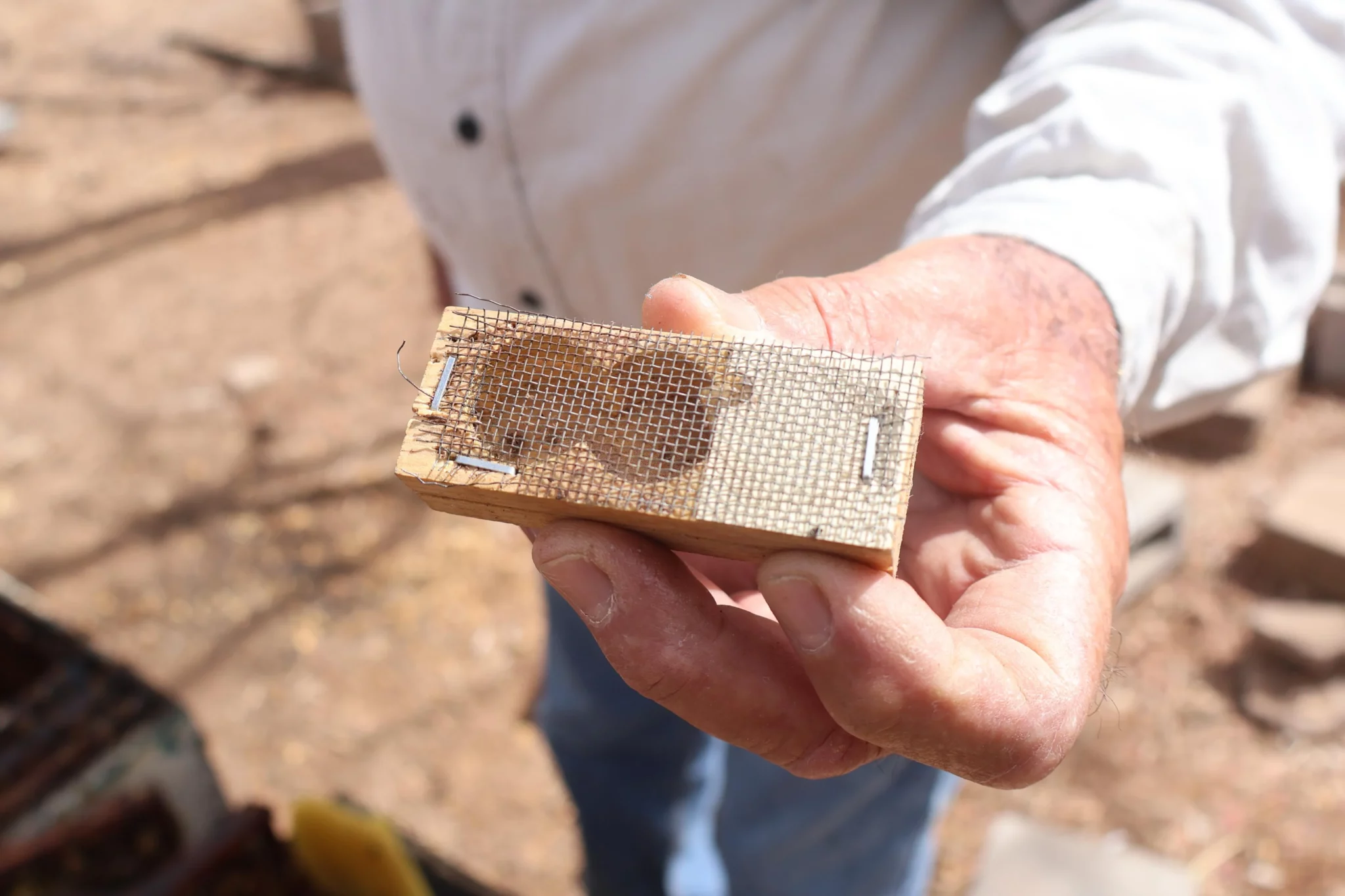 Apicultor Manuel Sosa reproducción de abeja reina