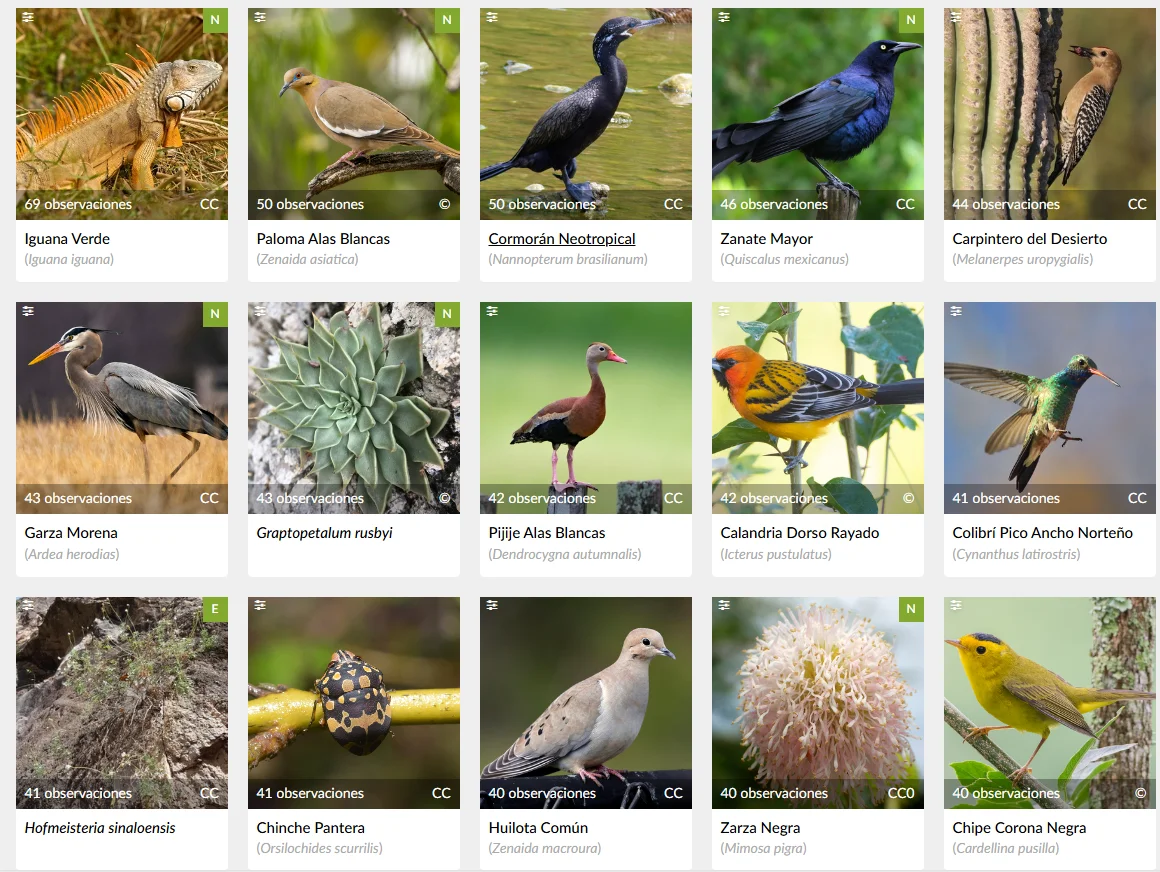 especies culiacan reto naturalista 2025