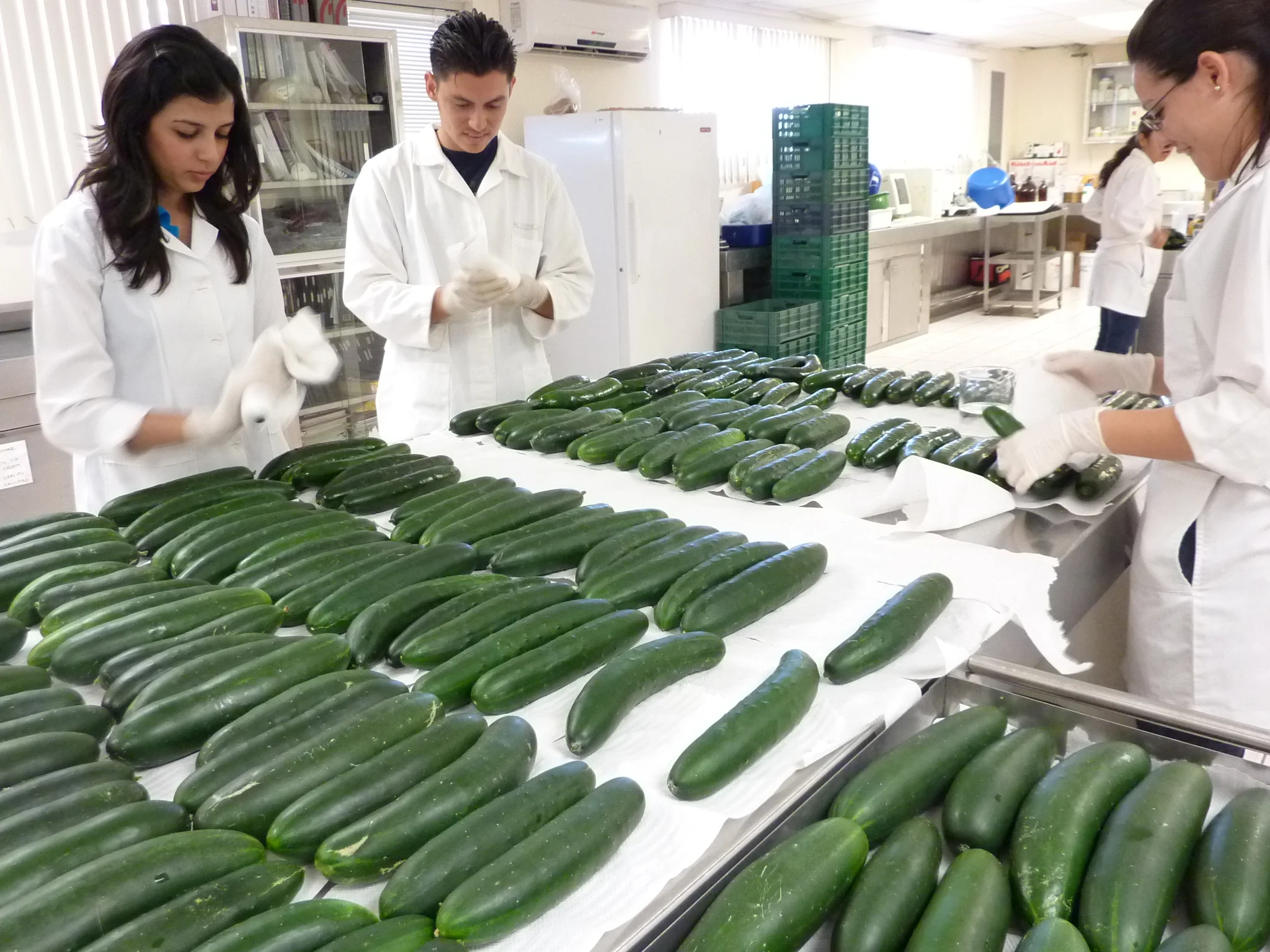 pepinos ciad culiacan II