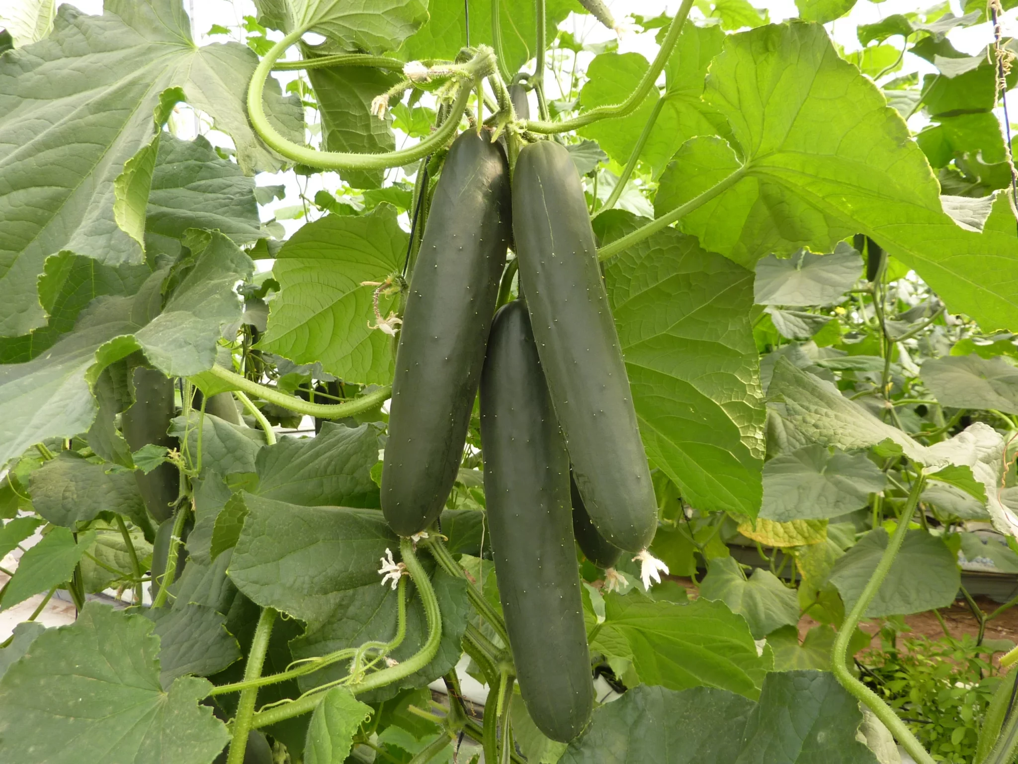pepinos ciad culiacan