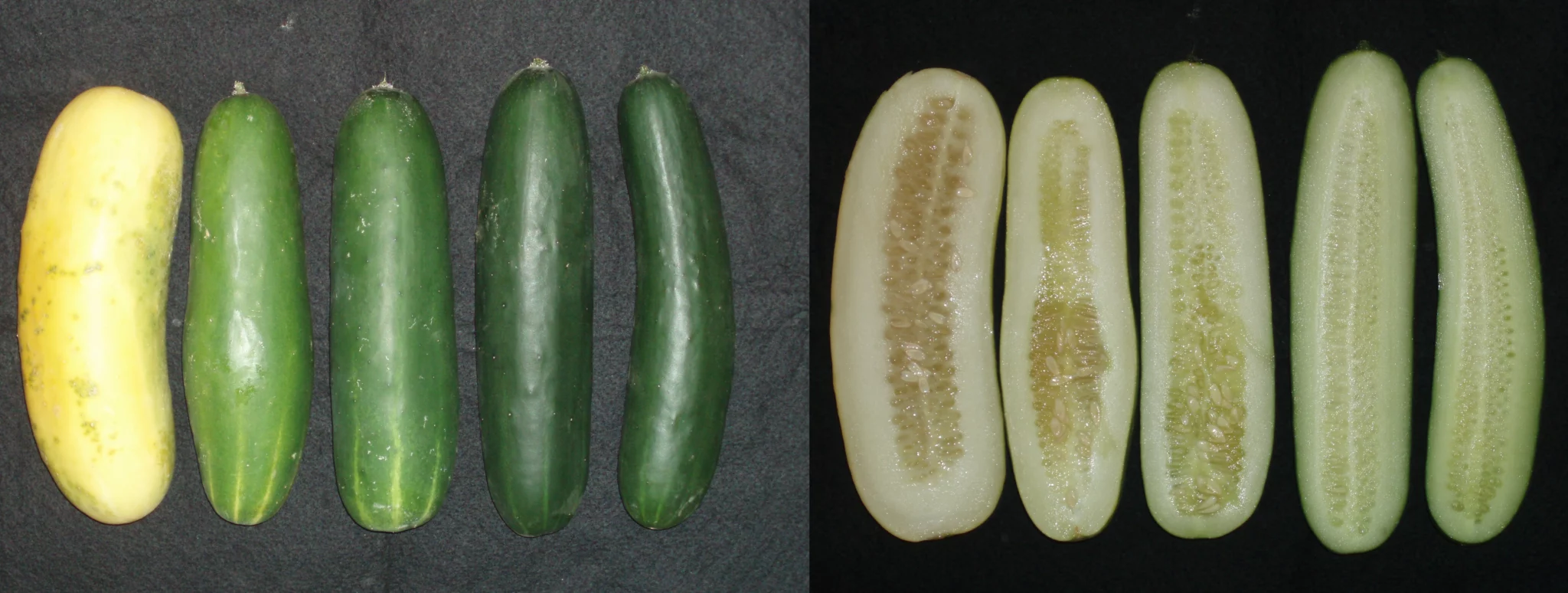 pepinos