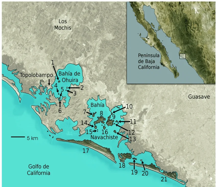 research gate - miguel angel moron - Figura-1-Islas-de-las-Bahas-de-Ohuira-y-Navachiste-1-Patos-2-Bledos-3-Bleditos