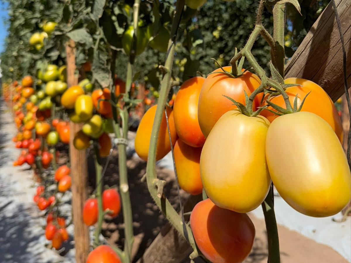 EE. UU. impone arancel del 20.91% al tomate mexicano, afectando exportaciones sinaloenses valuadas en 1,066 millones de dólares anuales.