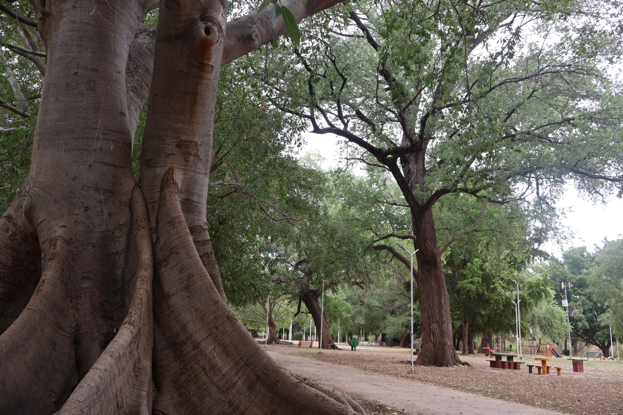 Alamos Parque Las Riberas (3)