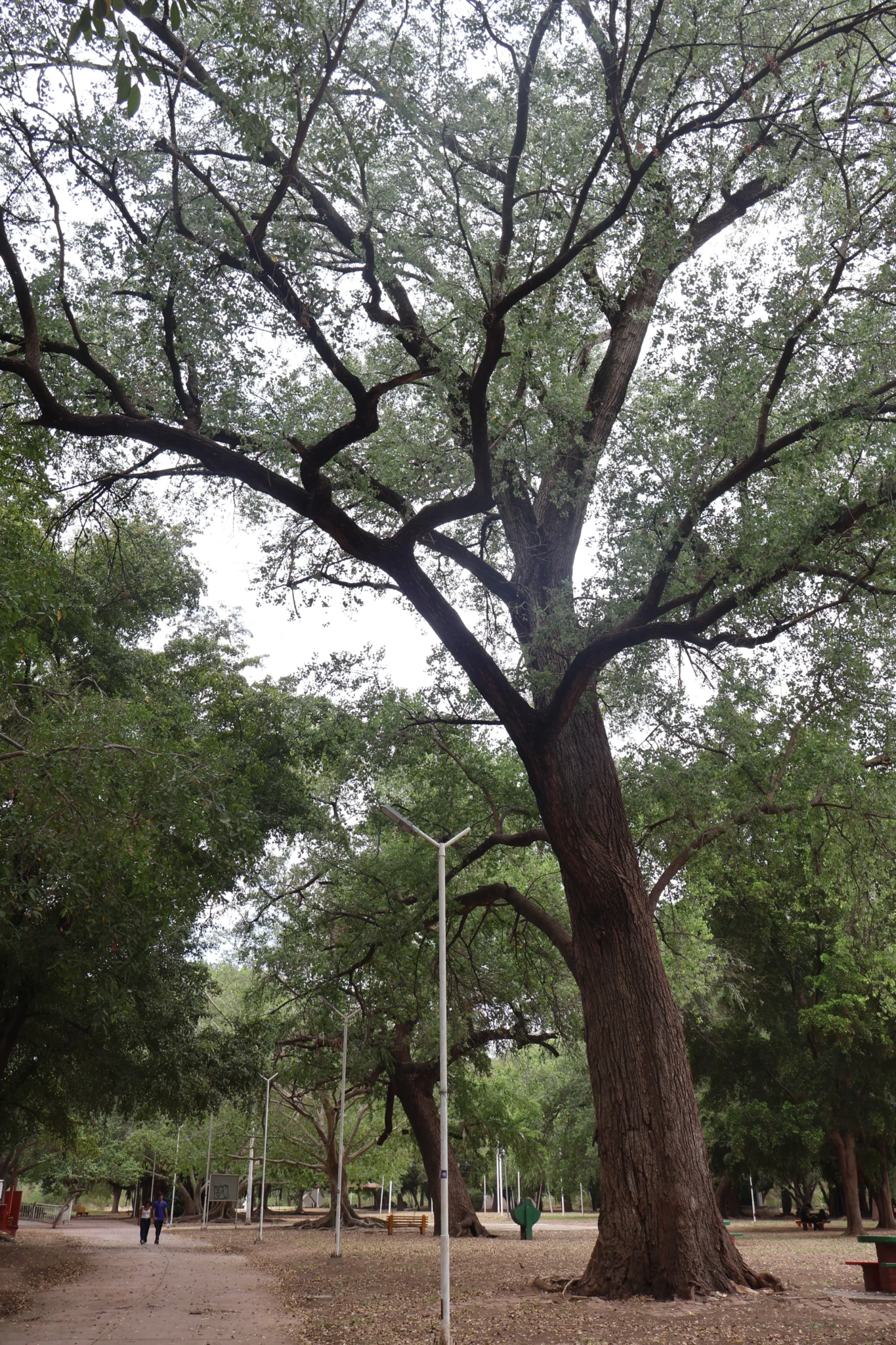 Alamos Parque Las Riberas (5)