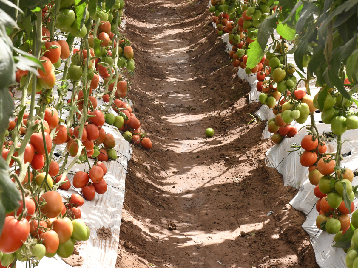 Yanine Arellano subraya cómo la inteligencia artificial permite optimizar recursos, prever demandas y mejorar la rentabilidad agrícola en Sinaloa.