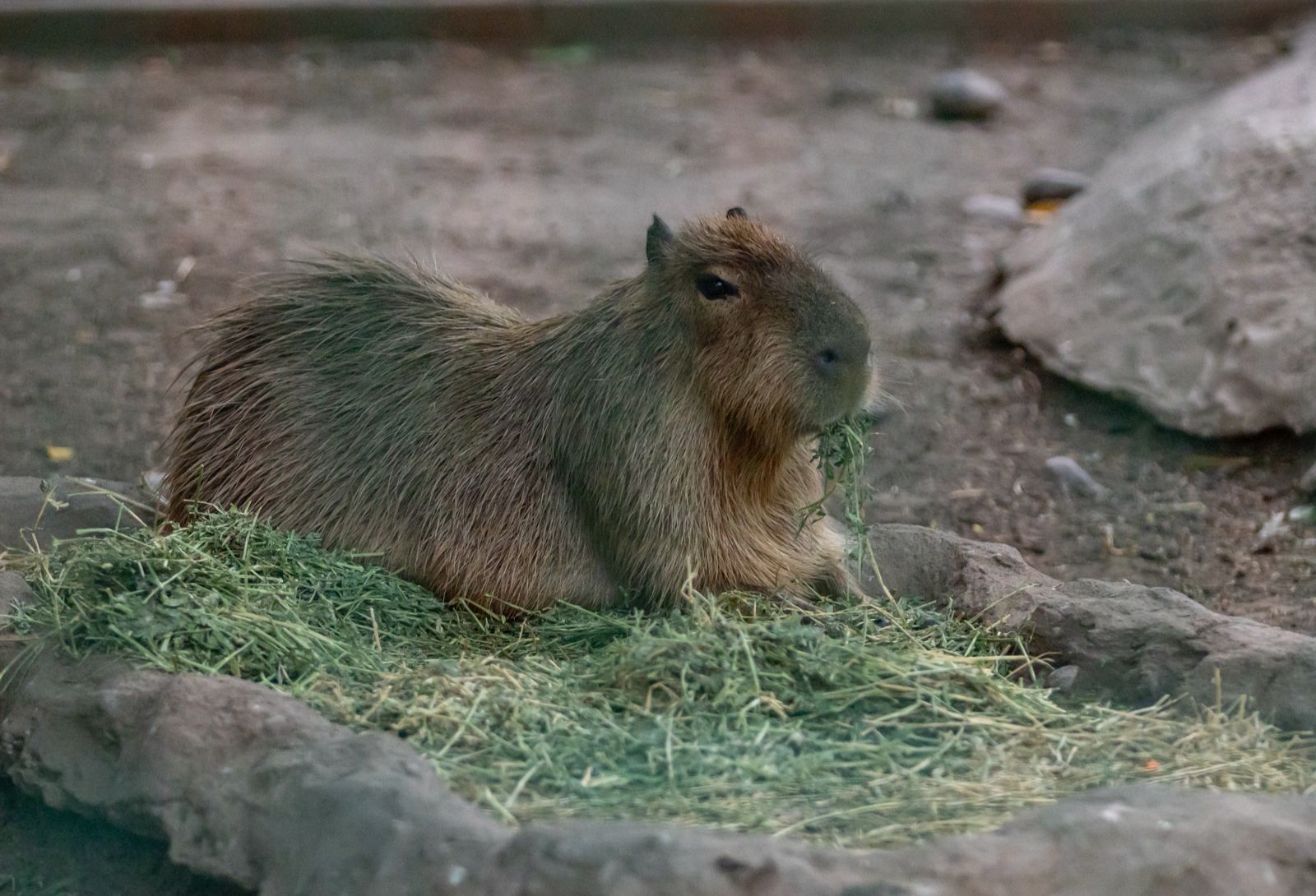 capibara-zoo