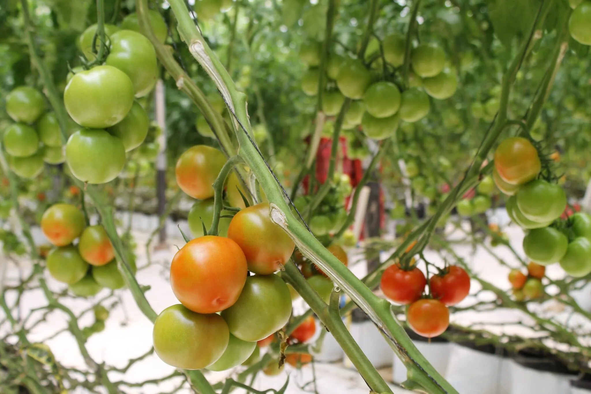 EE.UU. decidirá este 14 de julio si reanuda tarifas al tomate mexicano tras acusaciones de dumping. Agricultores sinaloenses prevén fuertes impactos económicos.