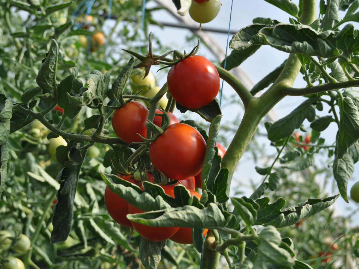 que esta pasando con el dumping del tomate mexicano