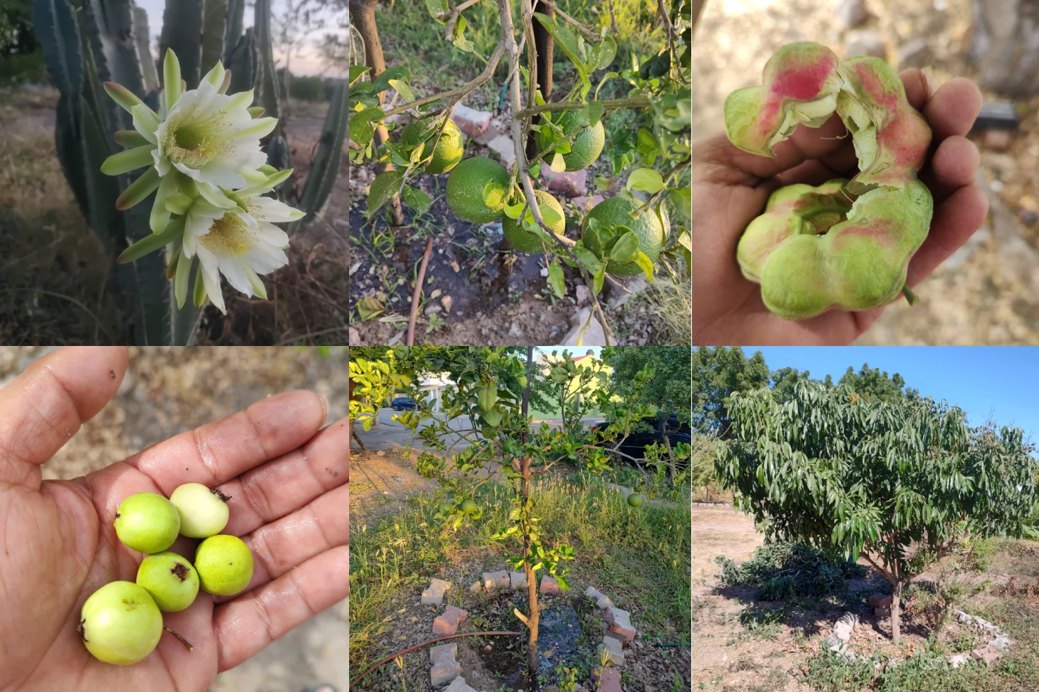 frutales parque finisterra