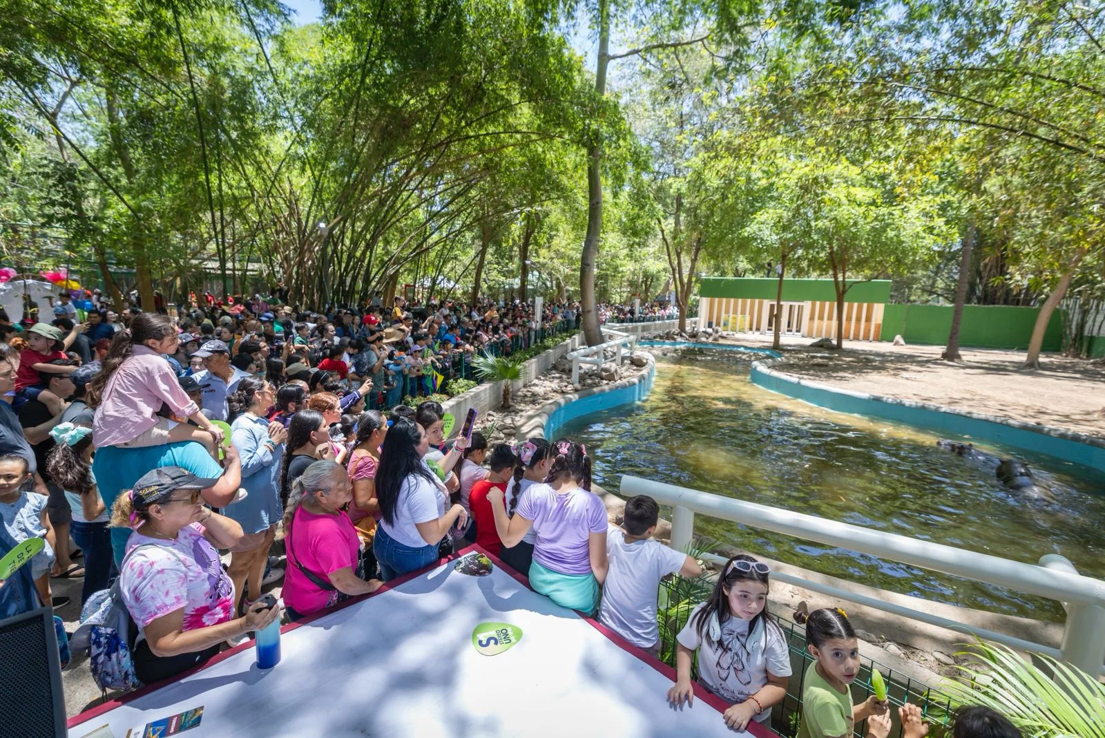 hipopotamos zoologico (1)