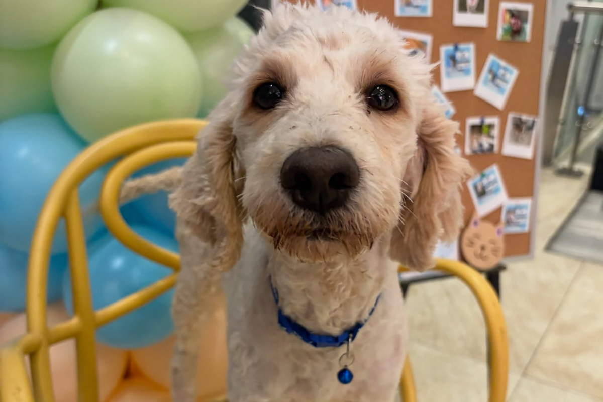 Patitas Médicas, una asociación que protege a 80 perros en Culiacán, enfrenta desalojo inminente y busca con urgencia un nuevo predio en renta por menos de 9 mil pesos mensuales.
