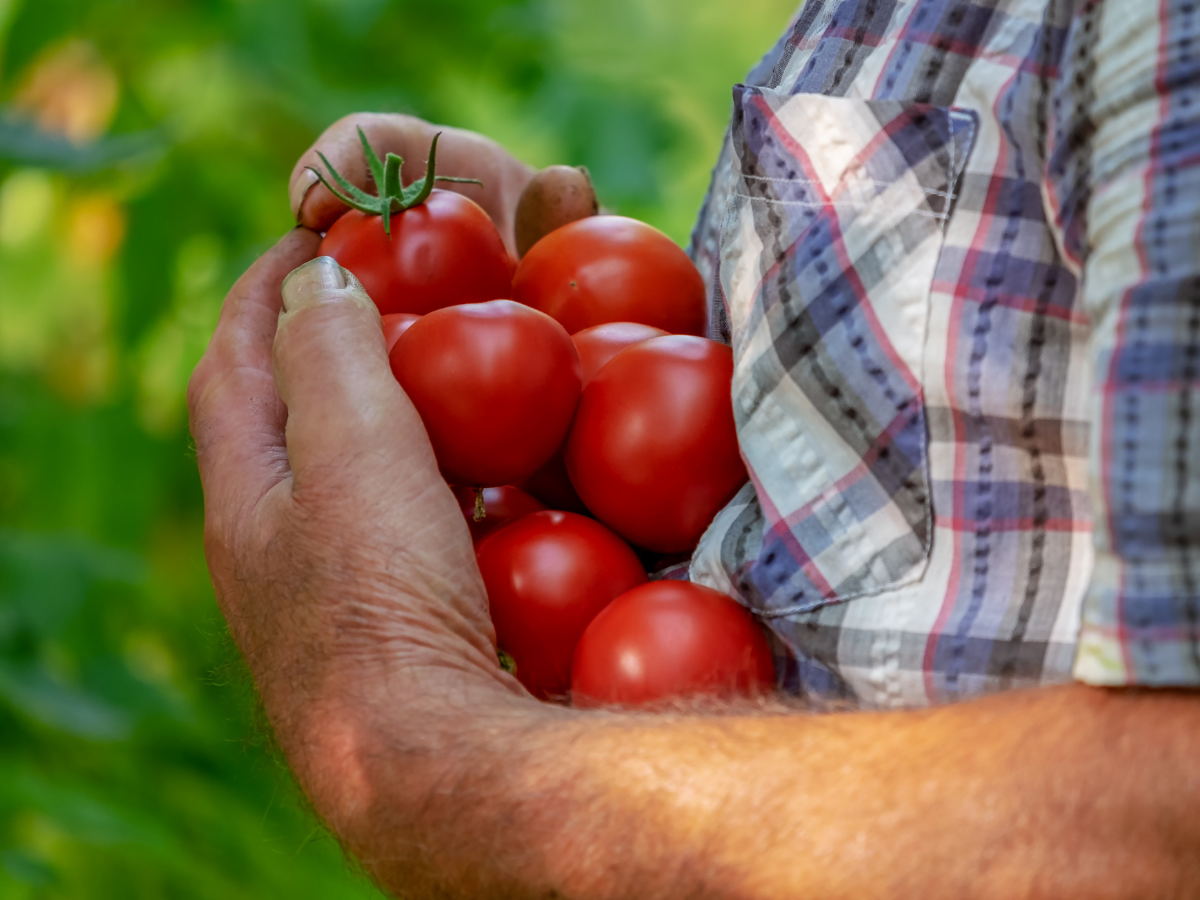 estados unidos quiere poner impuesto sobre el tomate mexicano
