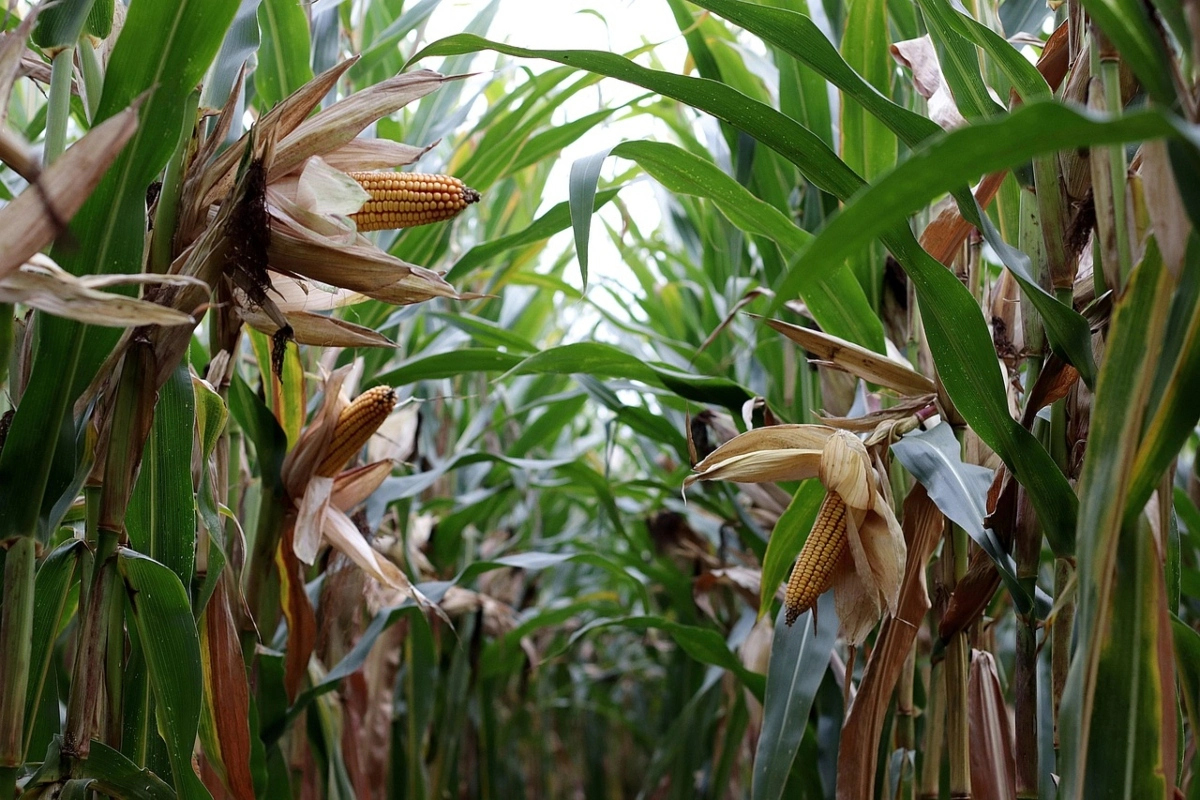 La tecnología puede transformar el campo sinaloense, pero desigualdad en su adopción frena el desarrollo agrícola sostenible en la región.