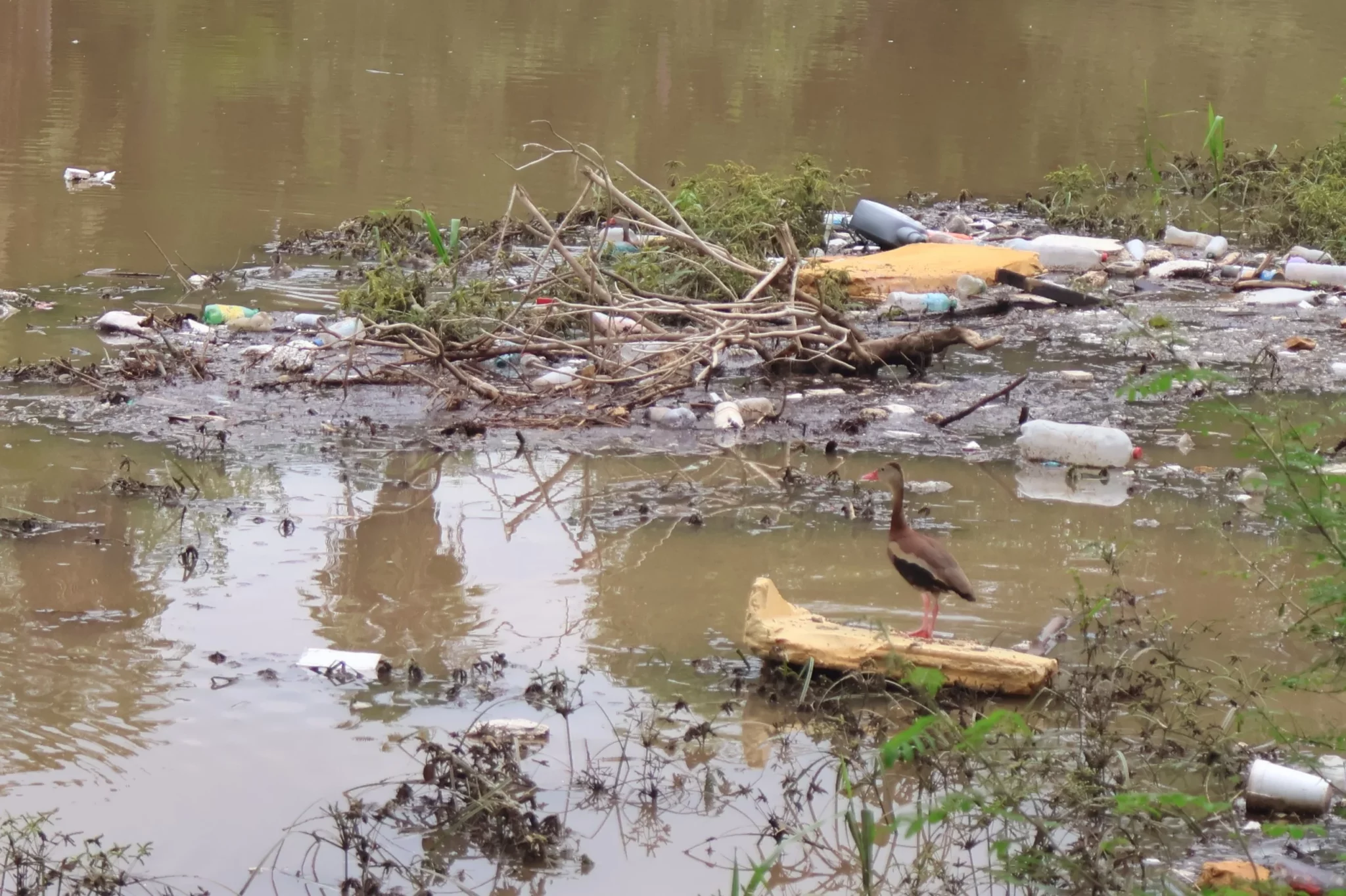 Basura Rio Parque Las Riberas