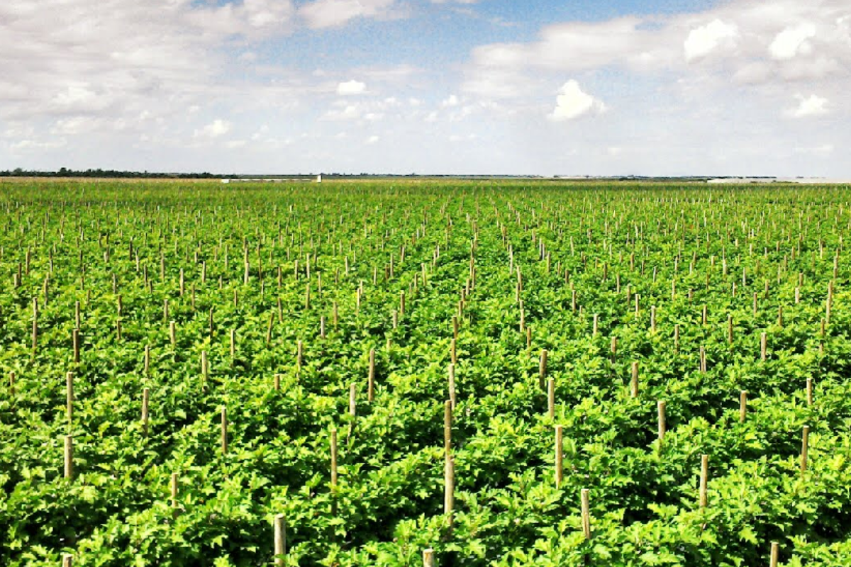 Productores agrícolas de Sinaloa advierten que la falta de mecanismos eficientes para aplicar la normatividad laboral pone en riesgo la viabilidad del sector y demandan mayor efectividad institucional a nivel federal.