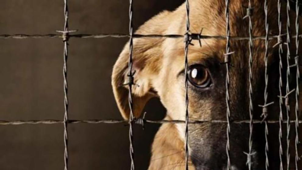 animales-crueldad