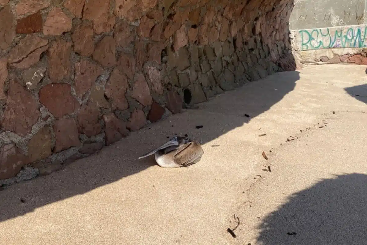 El caso de “Don Peli” resalta el papel del Gran Acuario Mazatlán en la conservación de fauna silvestre. El ave será liberada tras su recuperación.