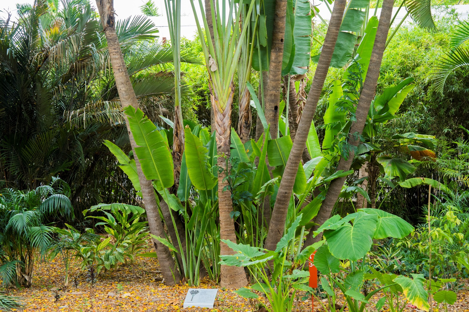 palmera-madagascar