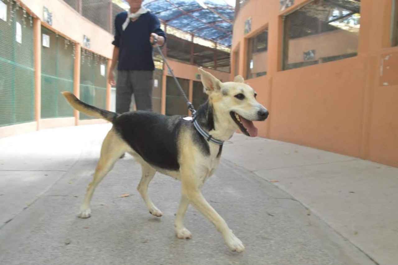 perrito-mazatlan