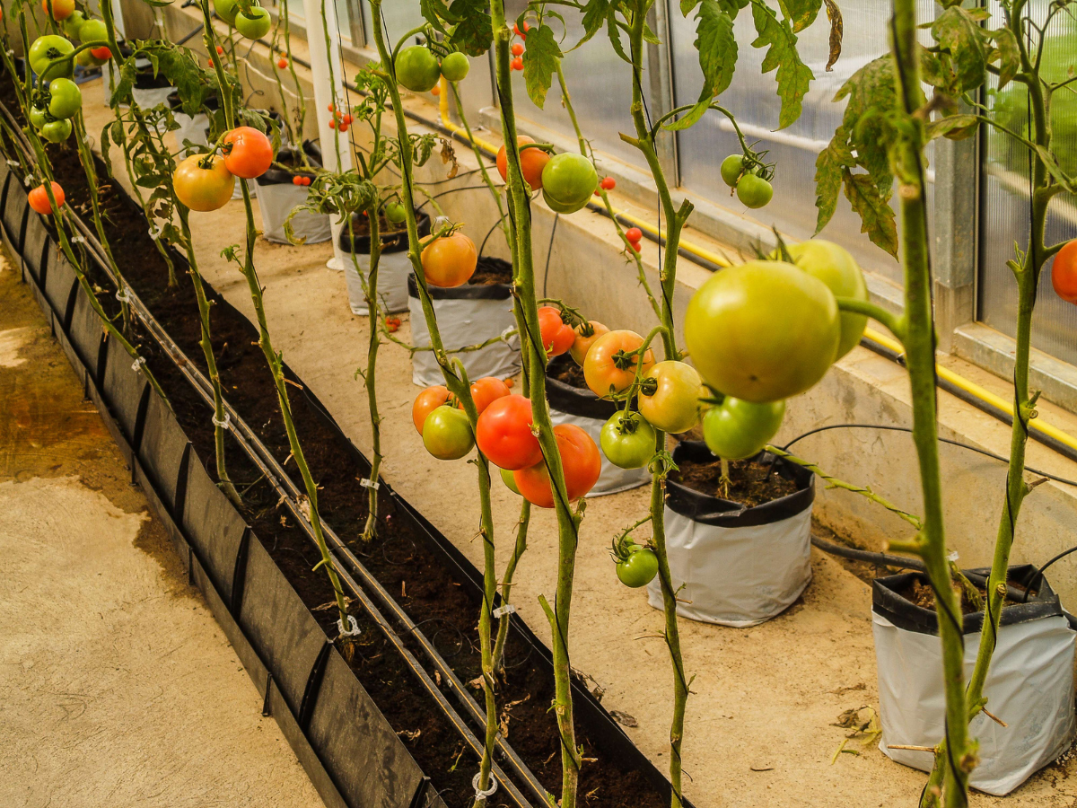 El fin del acuerdo tomatero entre México y EE.UU. podría costar hasta 32,000 empleos en Texas y causar pérdidas de 4,500 millones de dólares, según un estudio de Texas A&M. También se prevé alza en el precio del tomate.