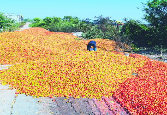 Tomate se desecha en Sinaloa por bajos precios