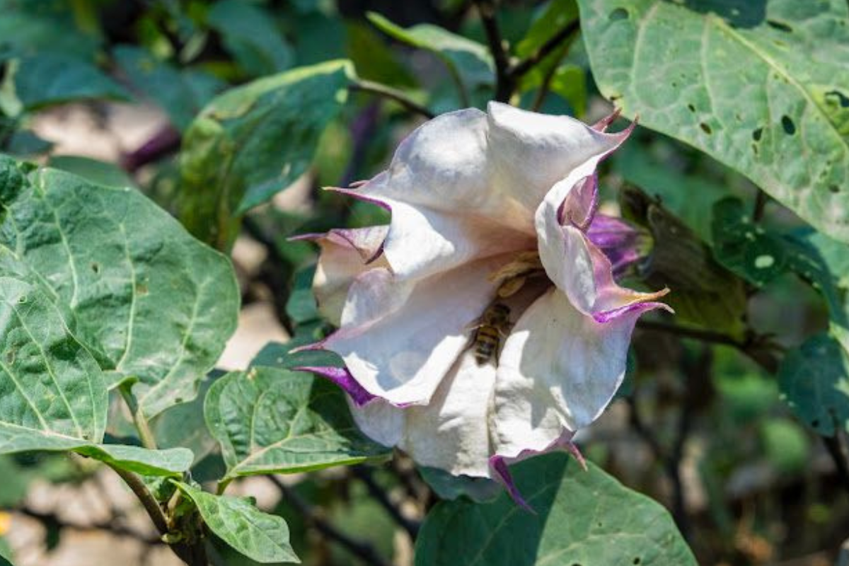 El Jardín Botánico de Culiacán te invita a explorar el “Jardín de los Sentidos”, donde crece el enigmático Toloache: belleza floral, historia ancestral y una advertencia científica en una sola planta.