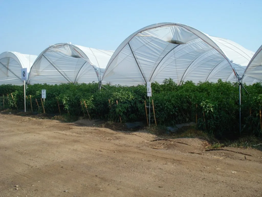 Agricultura protegida en Sinaloa