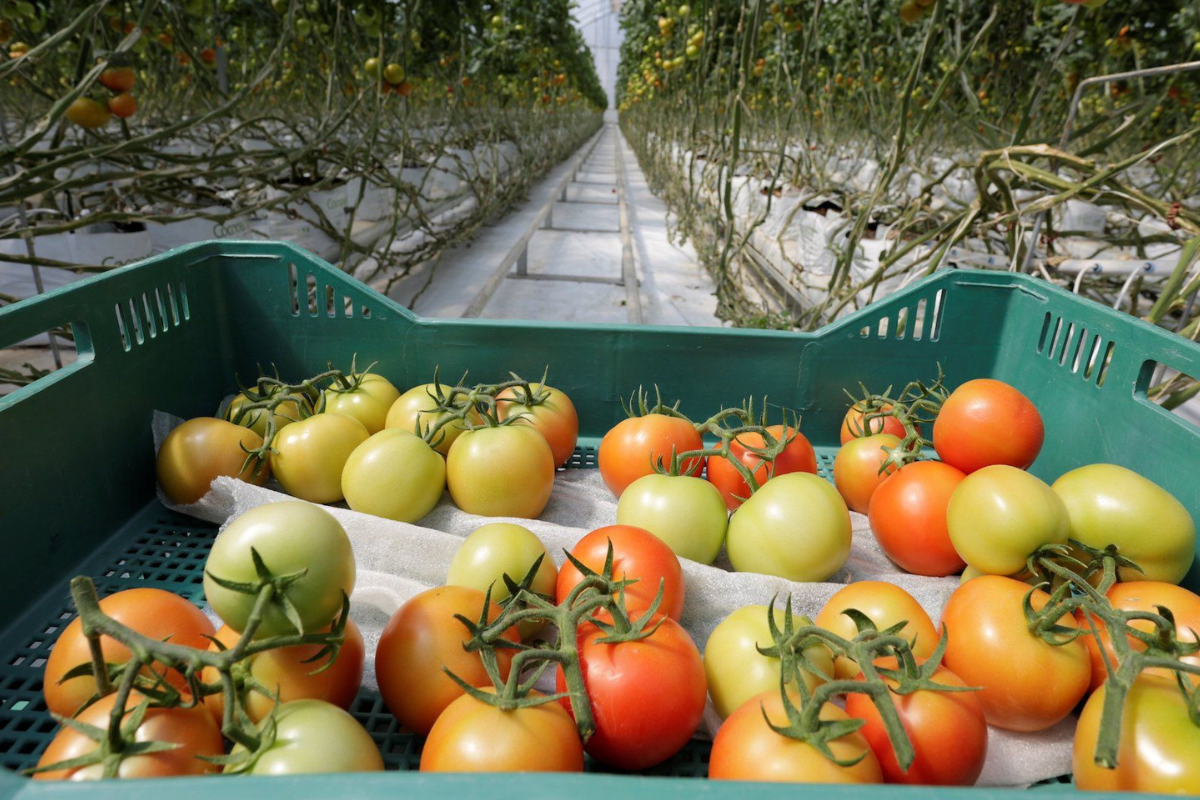 Tomates