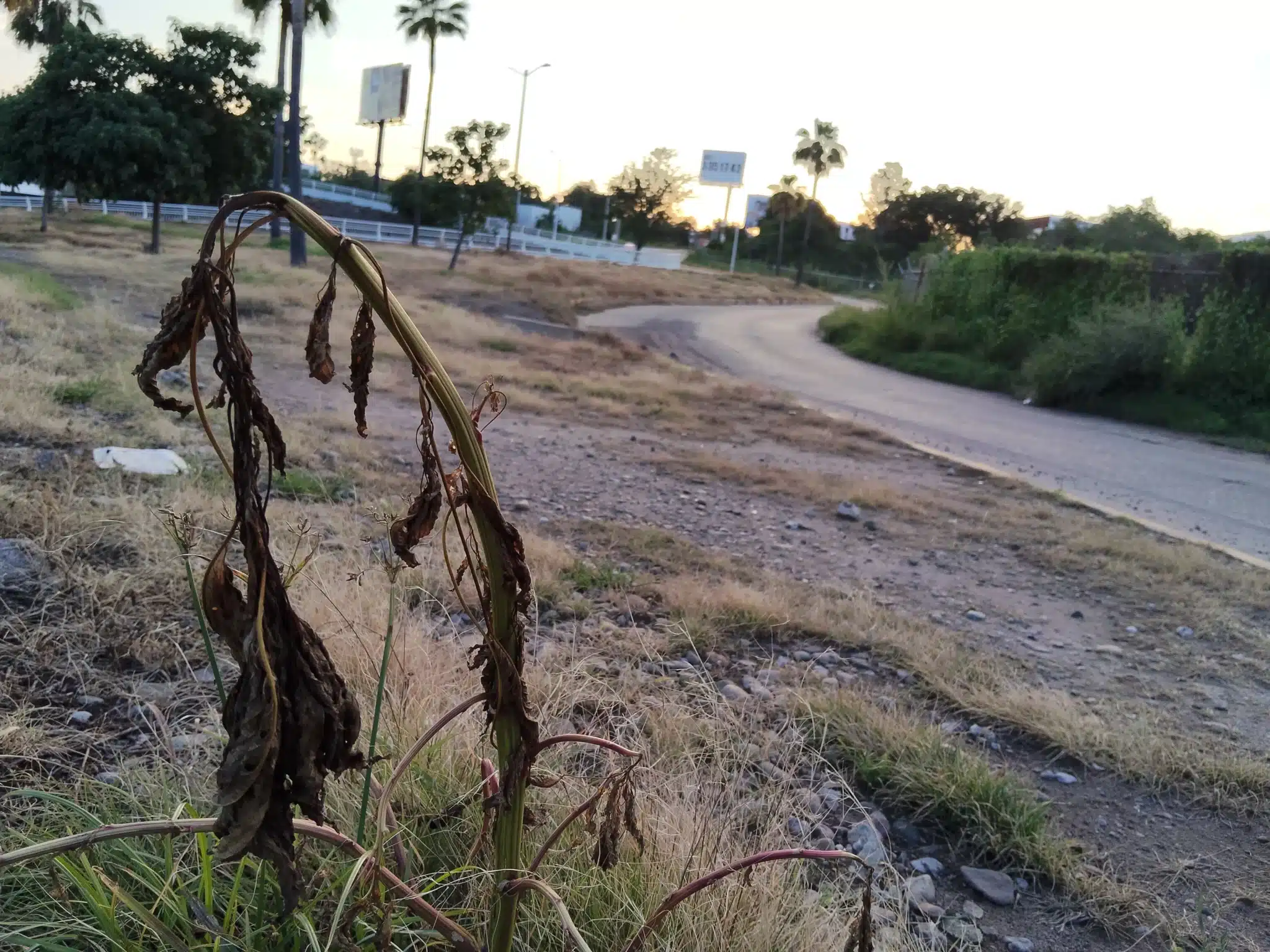 glifosato culiacan