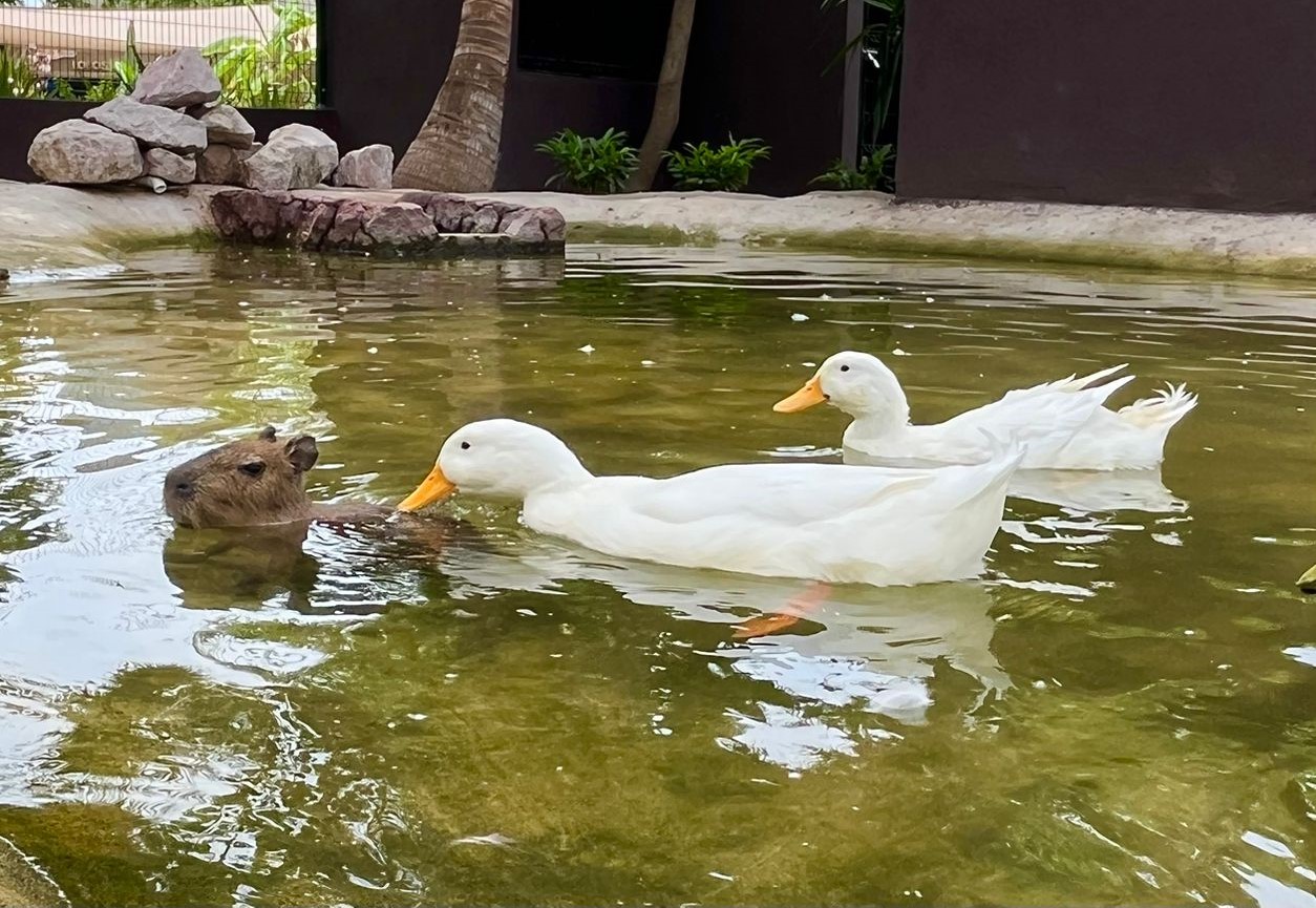 capibara-maza