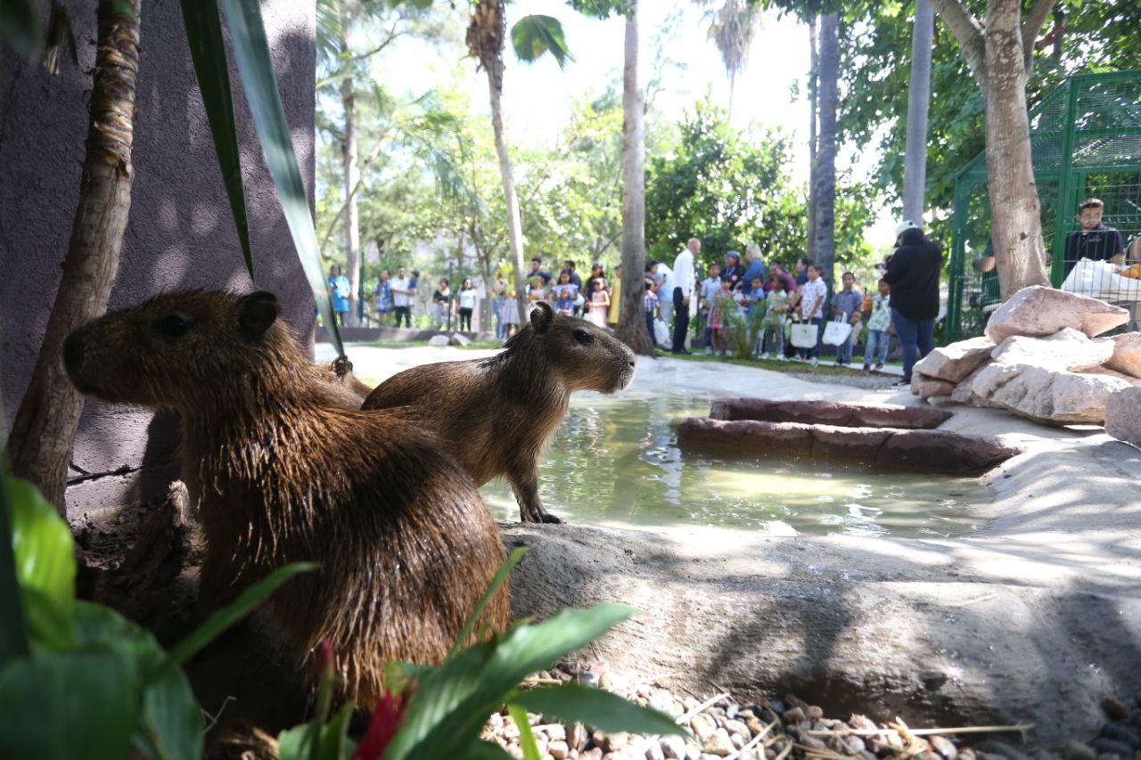 capibara-maza