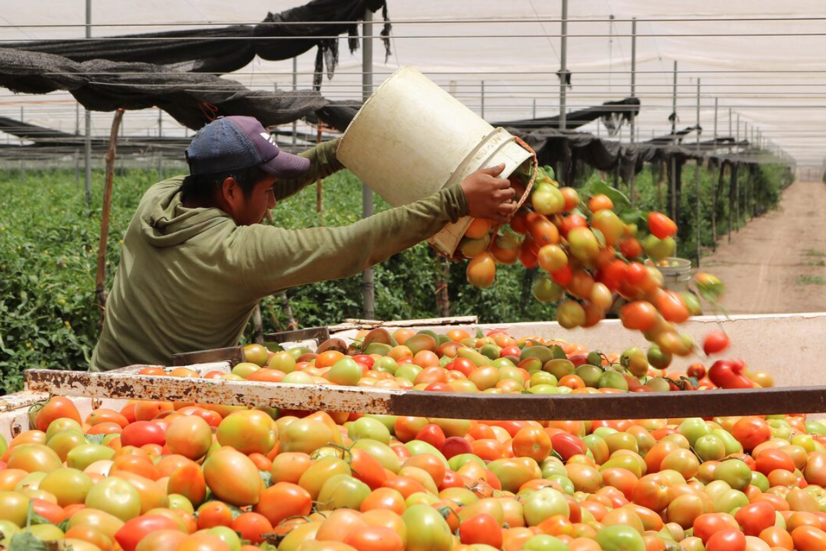Productores respaldan precios mínimos al tomate mexicano, medida que mantiene estándares y competitividad en el mercado internacional tras ruptura con EE.UU.