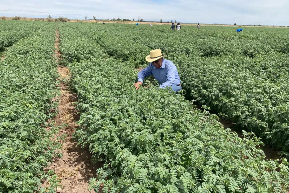 Sequía y precios bajos empujan a productores sinaloenses a usar insumos más baratos, con riesgos en calidad y productividad agrícola.