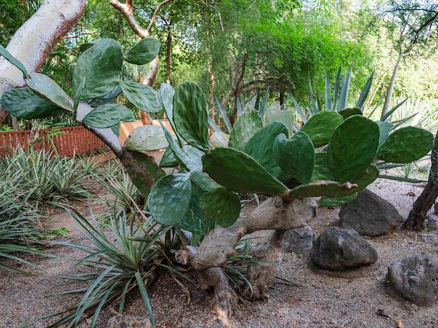 jardin-nopal