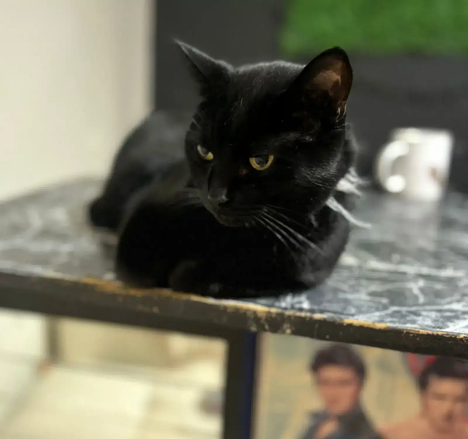 13-OCT-2025-LUCIFER-GATO-NEGRO-AVI-3