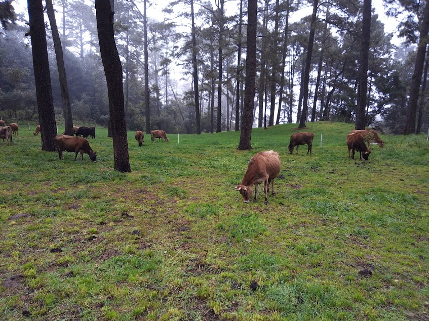 Ángela lanza una verdad como un dardo certero: “Nuestra comida está basada en el petróleo”.