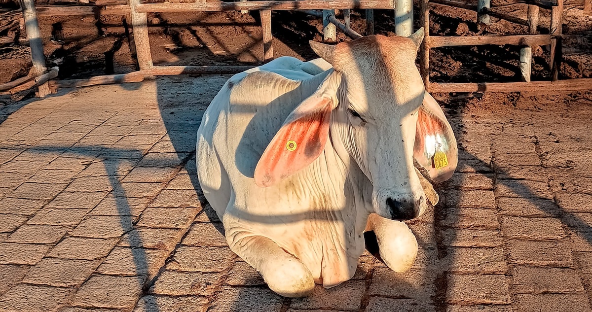 gusano-barrenador-ganado-jalisco-agricultura-senasica