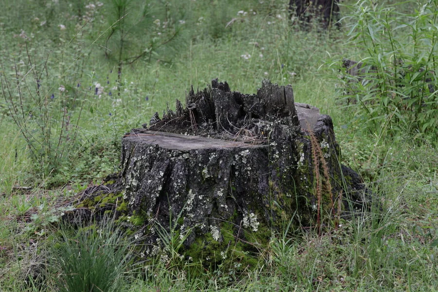 Pino talado en las faldas del volcán Iztaccíhuatl, Puebla. Foto: Patricia Ramírez /LADO B