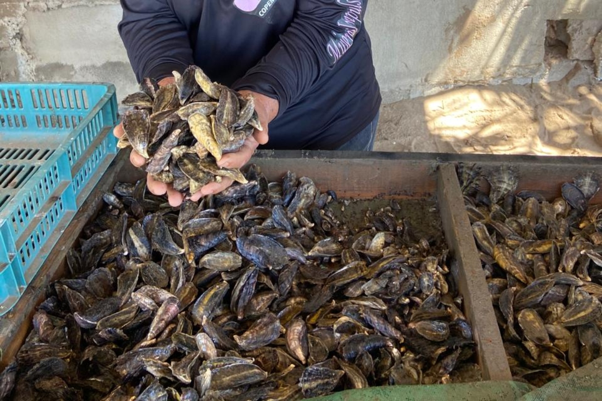 Maricultoras- del- Campo -Pesquero -Las -Arenita