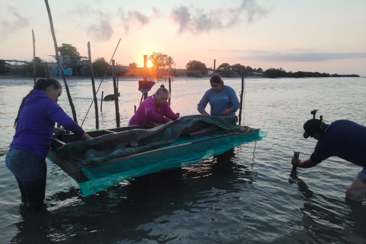 ostricultoras-mujeres-cooperativas-sinaloa-eldorado