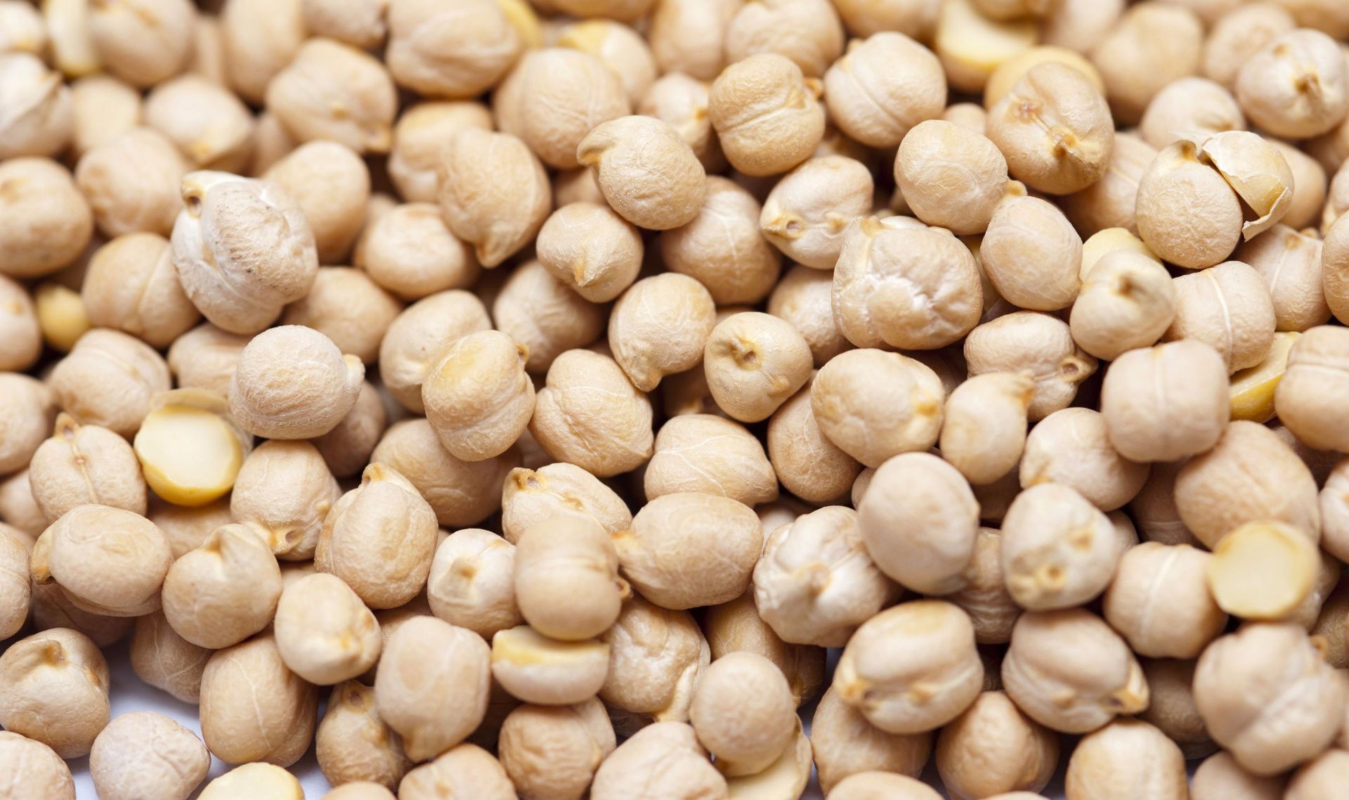 GARBANZO