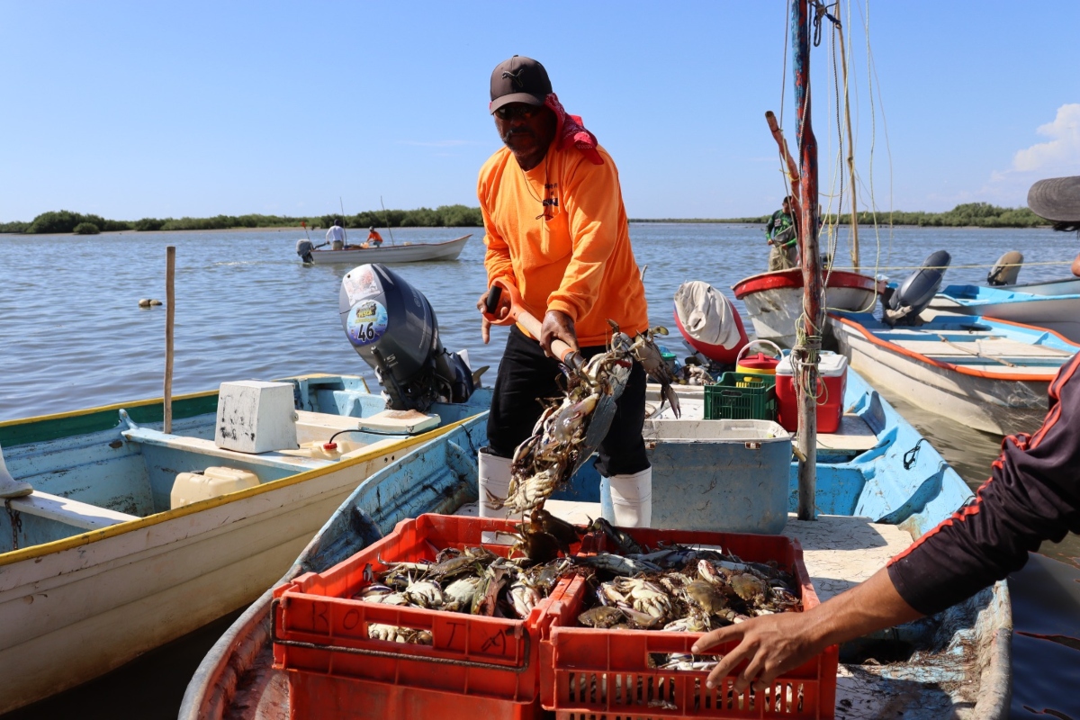 cooperativas-sinaloa-historia-avances-ley