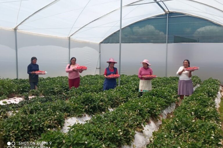 Mujeres campesinas de Espinar, en Perú, cultivan fresas a más de 4 000 metros sobre el nivel del mar. Foto: Leopoldo Zambrana.