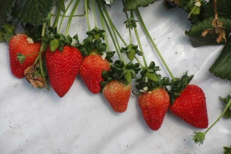 Las fresas de Espinar son producidas con riego obtenido por energía solar. Foto: Leopoldo Zambrano.
