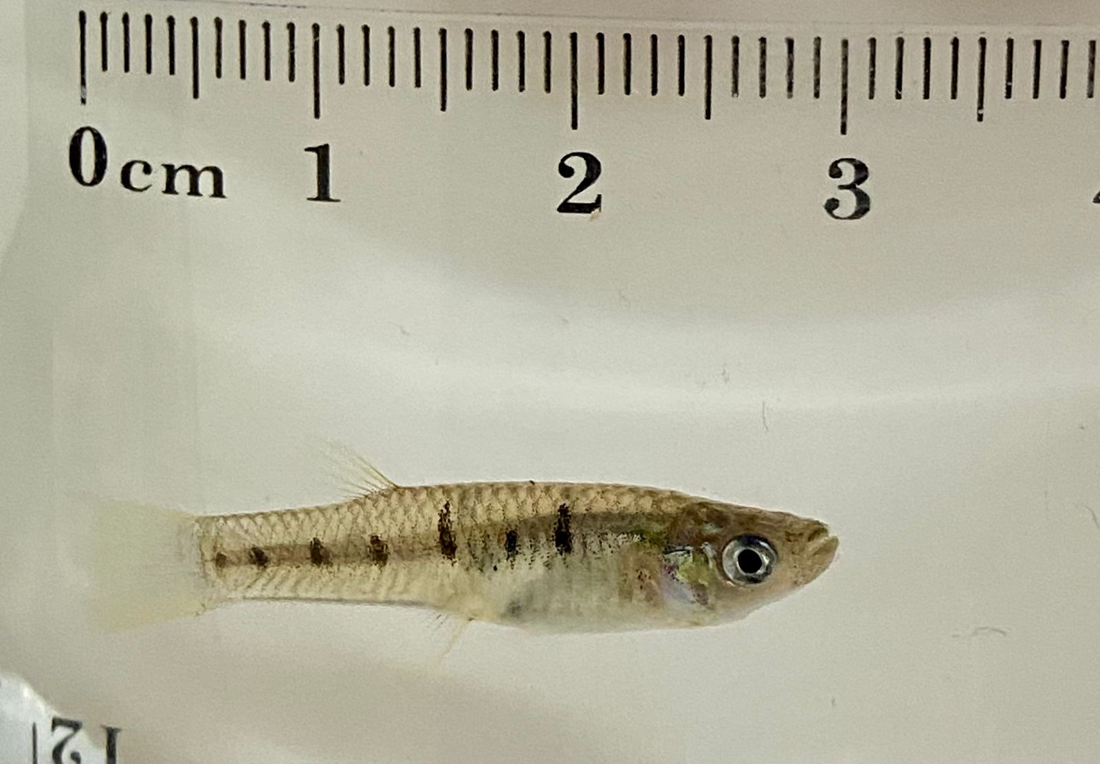 Especie endémica de peces en Sinaloa que podrían controlar la propagación del dengue. Foto: UAS