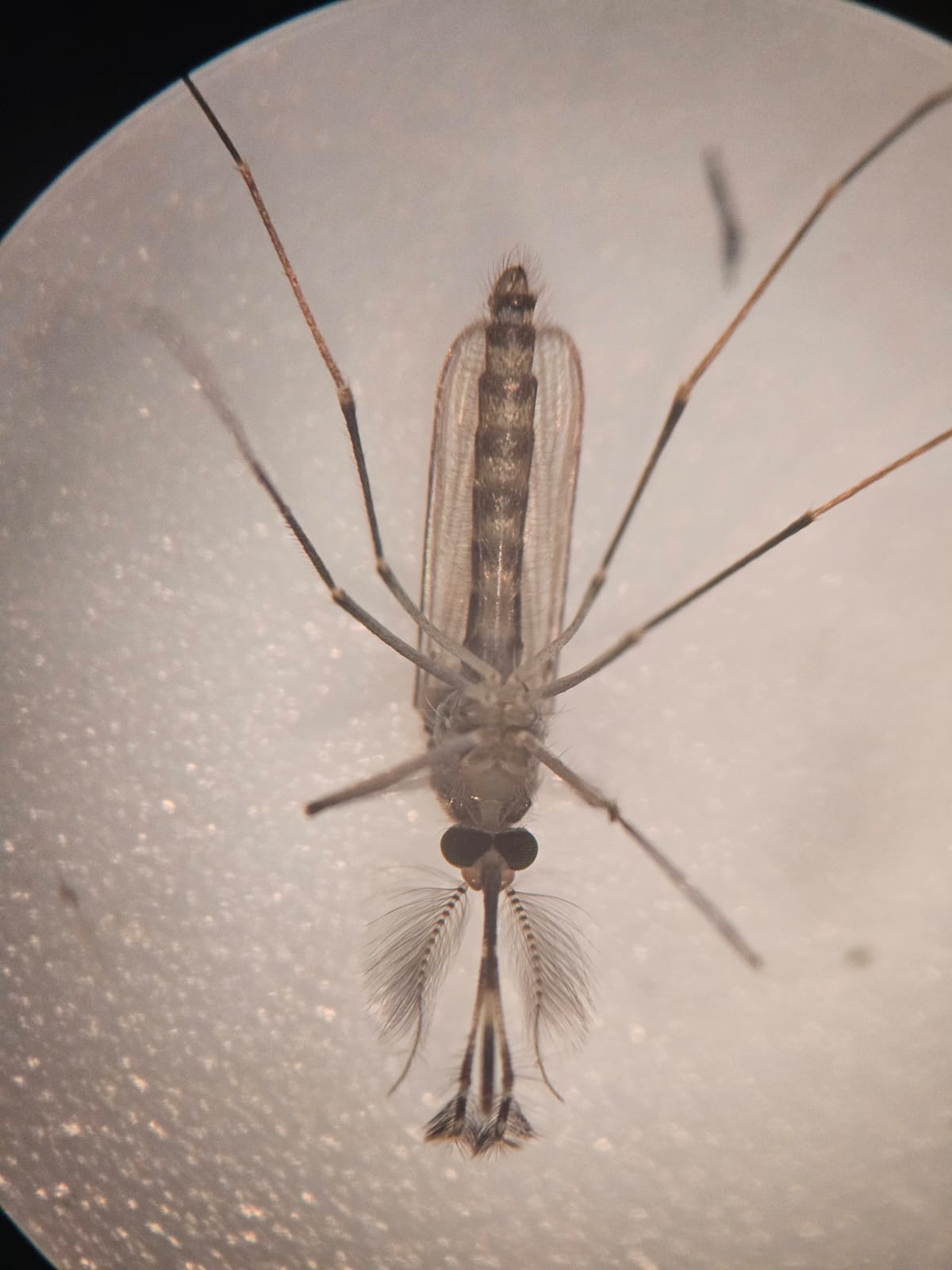 Mosquito transmisor del dengue. Foto: UAS