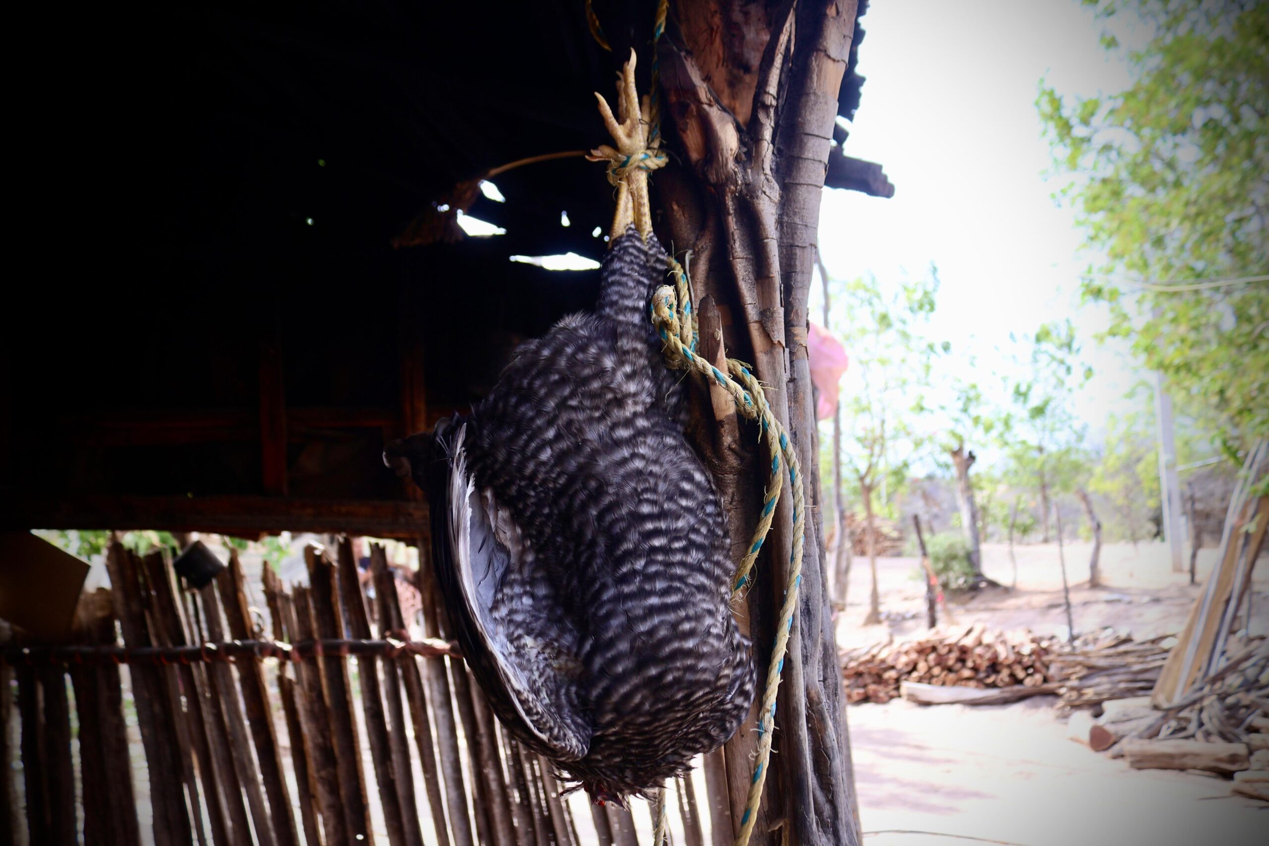 tarámari-loreta-sinaloa-choix